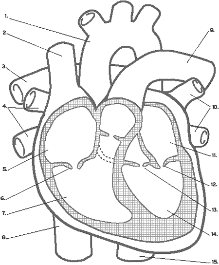 Heart Anatomy Quiz - Are You A Heart Doctor?