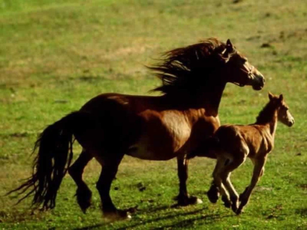 Animals Look Like Their Parents Proprofs Quiz