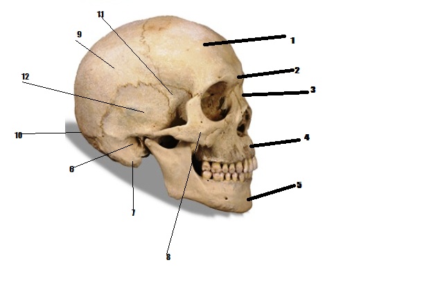 Cranial Bones - ProProfs Quiz human skeletal system diagram labeled 