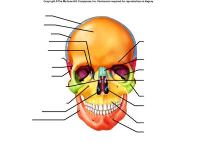 Skull: Anatomy, structure, bones, quizzes