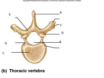 Vertebral Column & Thoracic Cage