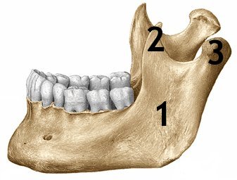 Anatomy - Test 2 - Mandible And Abdomen