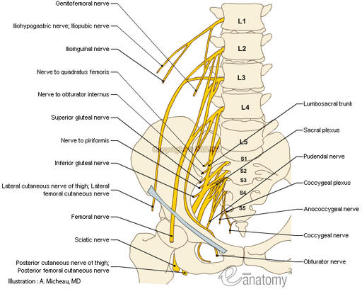 nerve-lower-limb-lumbosacral-plexus-nervous-anatomy-femoral-sciatic-nerve-en_medical512(1).jpg