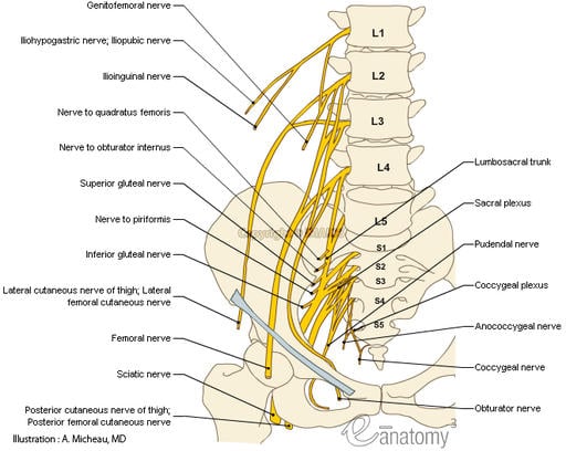 nerve-lower-limb-lumbosacral-plexus-nervous-anatomy-femoral-sciatic-nerve-en_medical512(1).jpg