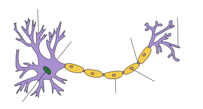 Nervous System Exam Quiz - 2 - ProProfs Quiz