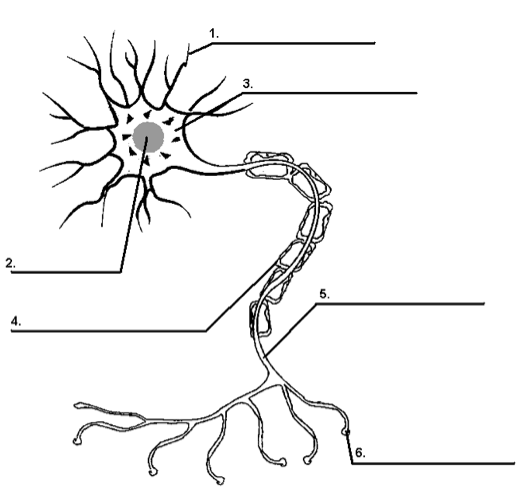 Nervous System Exam Quiz - 1 - ProProfs Quiz