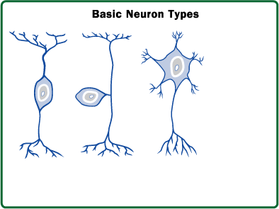 A&p Lab 4: Nervous System Lab 1