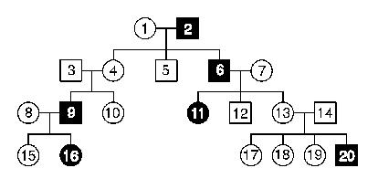 Pedigree Chart Shaded Circle Would Represent