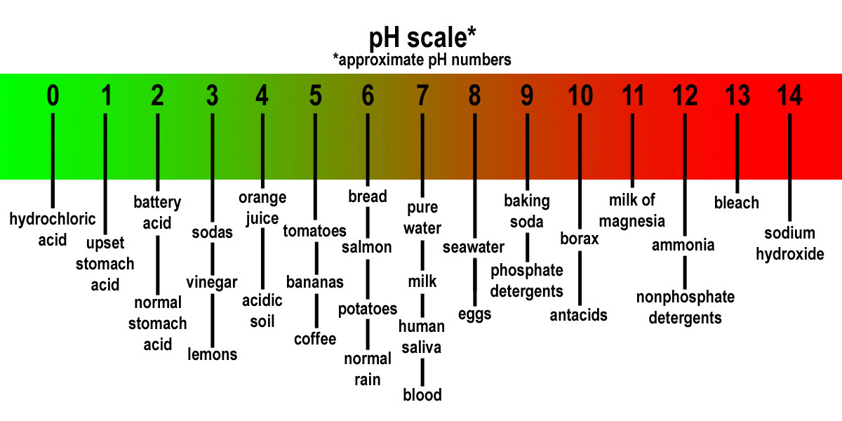 Biology 1 Mid-term Practice Exam