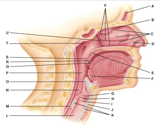 Anatomy And Physiology Questions - The Respiratory System