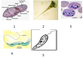 Protista yang menyebabkan penyakit malaria adalah